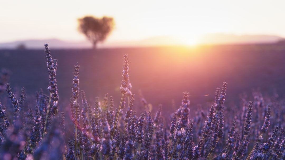 Cycling through lavender fields in Provence at sunset